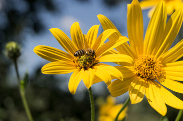 Bee on the flower of (Helianthus tuberosus) Jerusalem artichoke in the sun. Photo