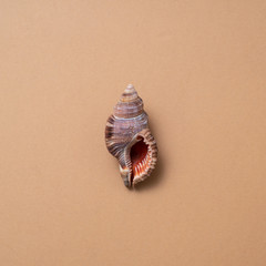 Different seashells on a ochre color background , the concept of holidays by the sea.