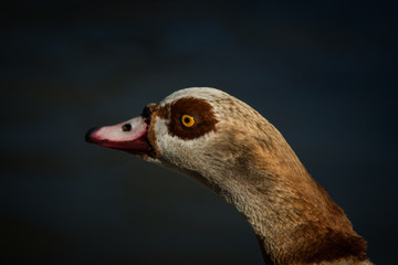 Pato con ojo amarillo