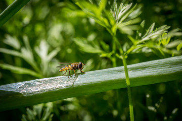 Green summer garden closeup with a flower bee fly sitting on a plant stem.