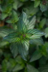 Stem plant menthol mint, a view from above