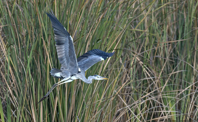 Grey Heron - Ardea cinerea, Crete 