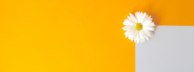 Orange-gray website banner with daisy flower.