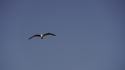 Perfect flight of seagulls in the sky