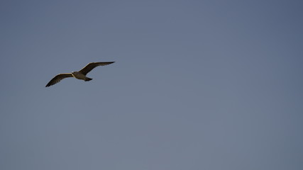Perfect flight of seagulls in the sky