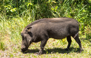 Warzenschwein in der Savanne, Nationalpark Südafrika