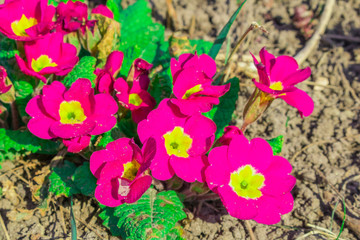 Purple primrose flowers. Hello spring