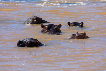 Hippopotamus in the water at the ISimangaliso Wetland Park, South Africa