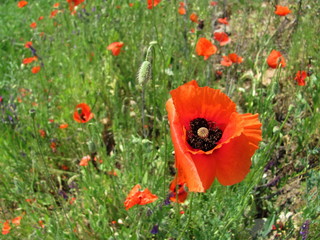 Red poppy in the field. Floral background