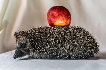 Hedgehog with an apple on his back on a light background.