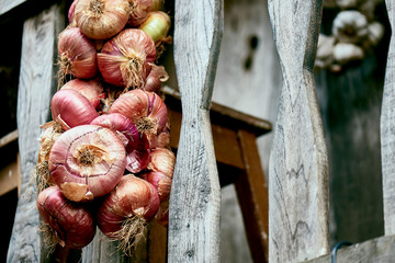 Organic red onion holding in an Asturian traditional horreo