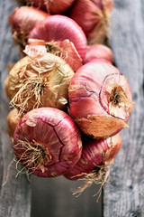 Organic red onion holding in an Asturian traditional horreo
