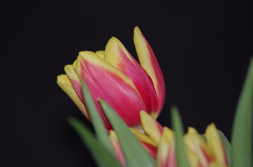 Naklejka premium Tulpe