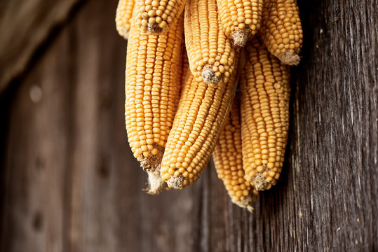 Organic corn in an Asturian traditional Horreo on autumn