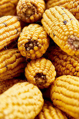 Organic corn in an Asturian traditional Horreo on autumn