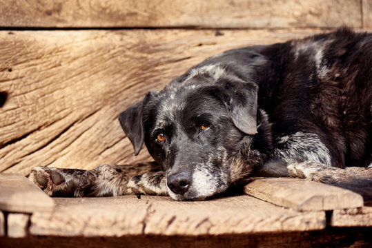 Old lonely dog in an Asturian traditional horreo
