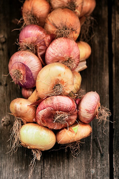 Organic red onion holding in an Asturian traditional horreo