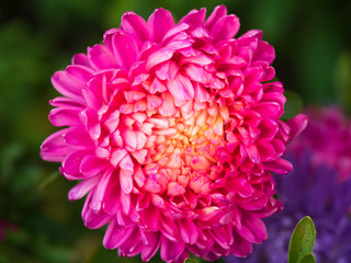 Chrysanthemum flowers (aster) red and pink color close-up.