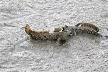 
Puffer fish quickly open their mouth to protect the territory.