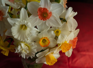 A bouquet of flowers on a dark background. White narcissus in a vase. Flower gift concept. Different varieties of daffodils in one bouquet on a dark red background