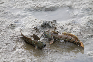 
Puffer fish quickly open their mouth to protect the territory.