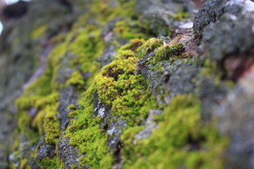 tree bark texture, moss growing in forest