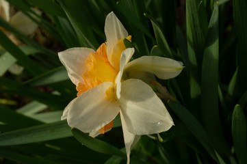 Narcissus flower in the garden, ornamental flowerbed plant. Photo in the natural environment.