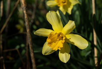 Narcissus flower in the garden, ornamental flowerbed plant. Photo in the natural environment.