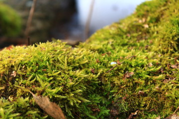 tree bark texture, moss growing in forest
