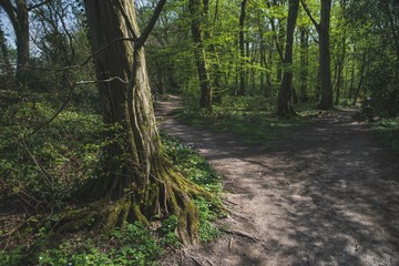 path in the forest