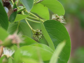 цветок фруктов 