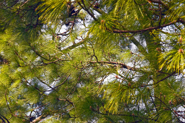 Forest Tree
