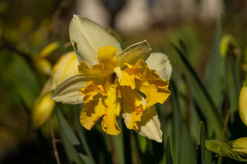 Narcissus flower in the garden, ornamental flowerbed plant. Photo in the natural environment.