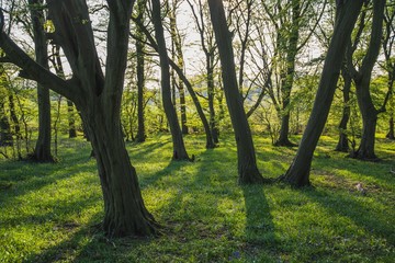 Naklejka premium Woodland Sunset Forrest Scene Texture Background