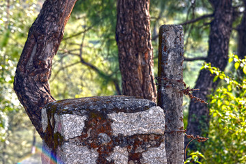 Trunk of tree. nature beauty.
