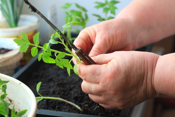 a woman transplants tomato seedlings into pots