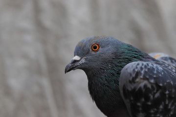 Close-up. Pattern of bird feathers as a background and texture, Gray pigeon