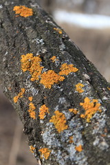 tree bark texture, moss growing in forest