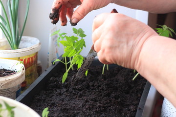a woman transplants tomato seedlings into pots