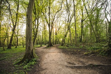 path in the woods