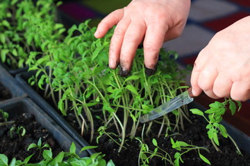 a woman transplants tomato seedlings into pots