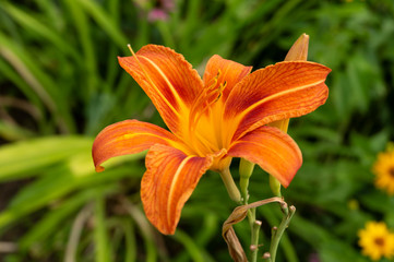Daylily, flower in the garden, decorativel plant for flower beds. Photo in the natural environment.