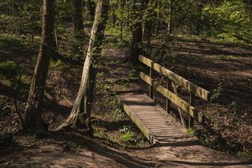 path in the forest with wooden bridge