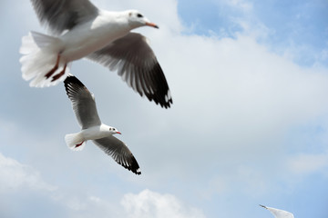 seagulls flying in a sky 