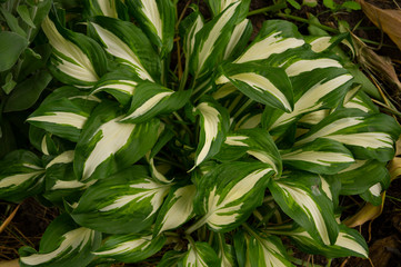 Hosta, flower in the garden, ornamental flowerbed plant with beautiful lush leaves. Photo in the natural environment.