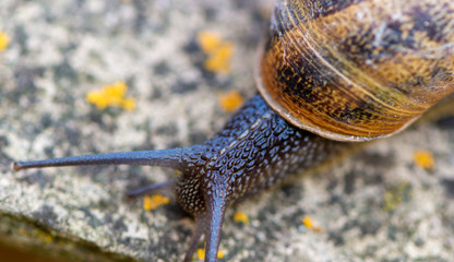 Detail of a Snail