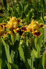 Iris, flower in the garden, ornamental plant for flower beds. Photo in the natural environment.