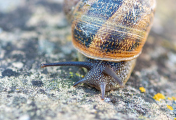 Detail of a Snail