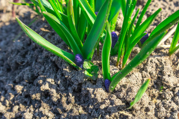 Green leaves and blue flower buds mouse hyacinth