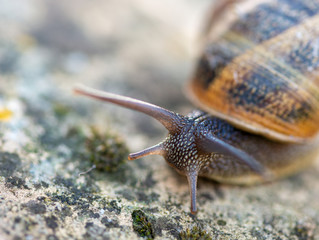 Detail of a Snail